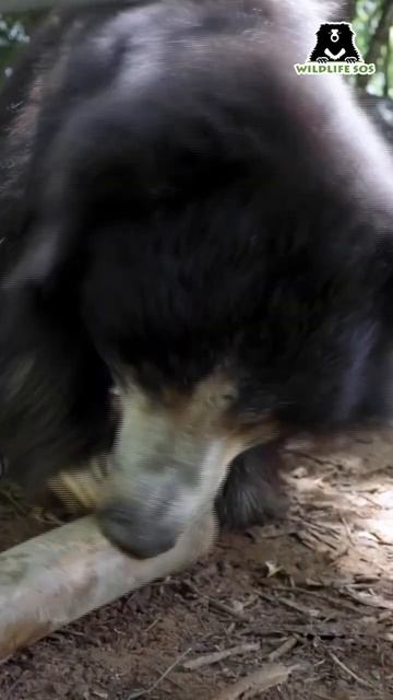 Sloth bears vs Enrichment balls….who do you think wins the game?