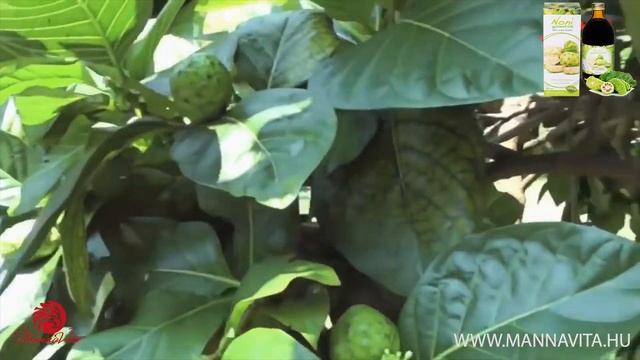 Mannavita 100%-os Noni juice