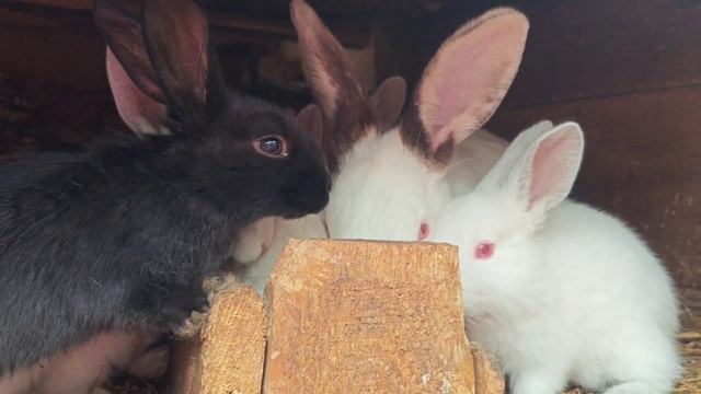 Поздравляю всех с Пасхой