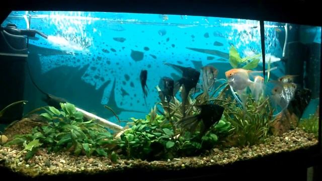 Скалярии и др.