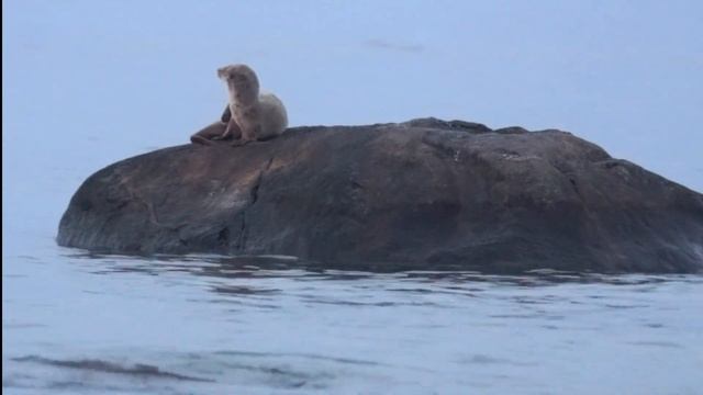 Выдра укладывается спать