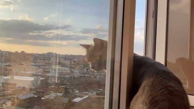 За окном столько всего интересного! Скоро будет тепло и я буду гулять на улице, мяуу