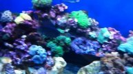 Antennata lionfish 70gal reef