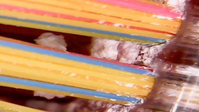 Toothbrush under the microscope / Зубная щетка под микроскопом