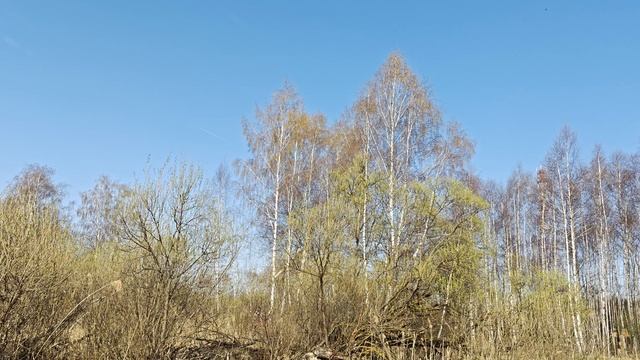 Журчат ручьи - весна!!!!