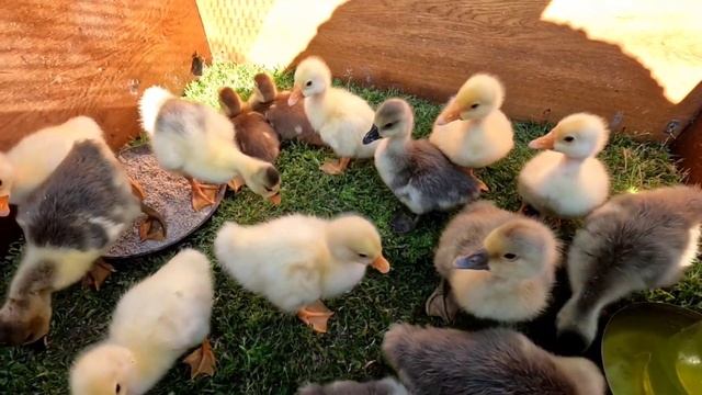 Гусенятка годування та ріст🦢🌱🌿🌾 потрібно вже більше місця, готуємо новий загін🔥🦢