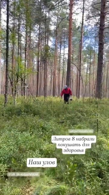 Муж лет 10 не был в лес за черникой, сегодня оторвался