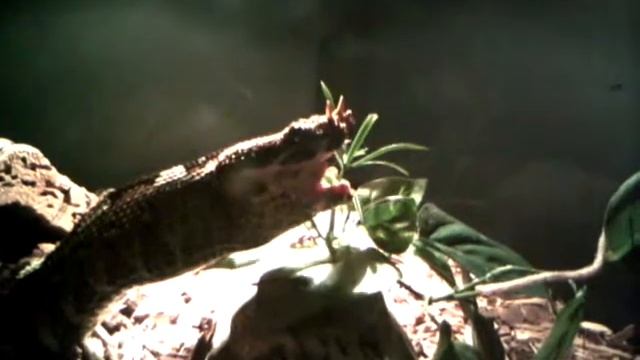 Rhinoceros viper eating