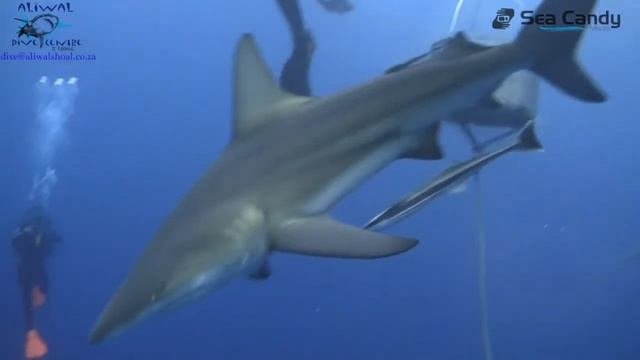 aliwal dive centre 2016 baited shark dives