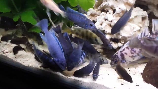 African cichlid & new era grazer