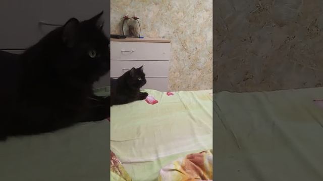 Графинька и странные кошачьи звуки