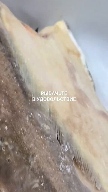 Первый этап приготовления вяленого ерша.
