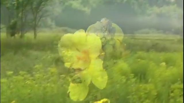 РЛП Кременчуцькі плавні