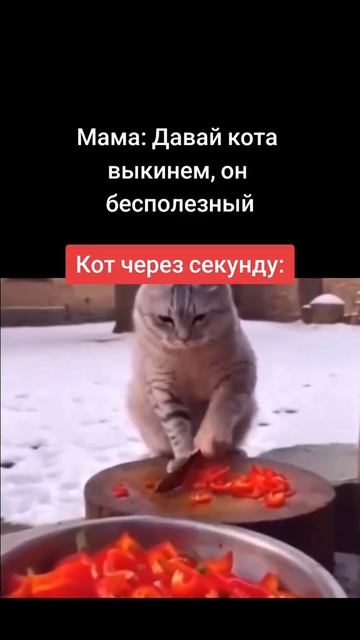 Кот 😂😂