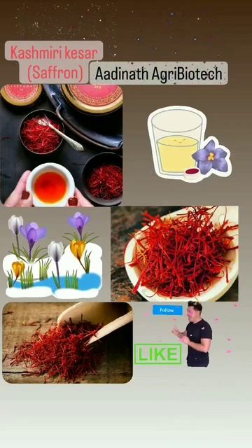 Kashmiri kesar Farming || Saffron Farming in India || #saffron #farming #saffronbenefits