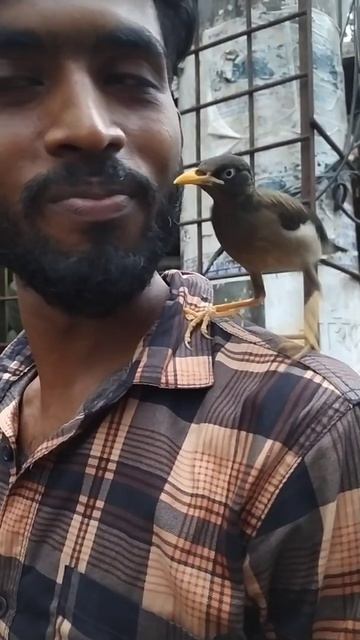 #shorts #শালিক_পাখিটা_মনীবের_খুব_কাছের_হয়ে_গিয়েছে #শালিক_পাখির_গল্প #shalik_pakhi #salik