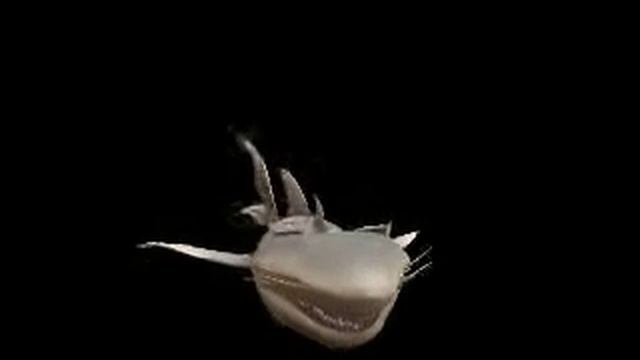 Spore~ Catshark