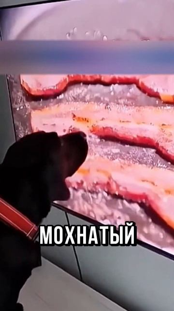🤣УДИВИТЕЛЬНЫЙ ПЁСЕЛЬ!