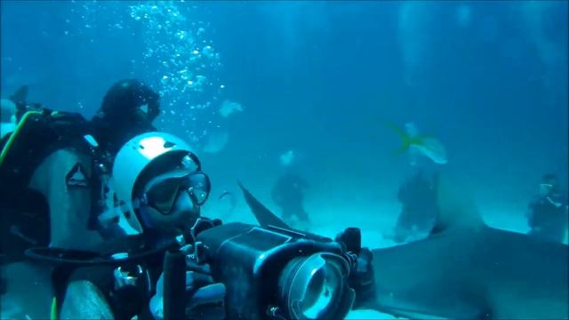 Bahamas Shark dive 3