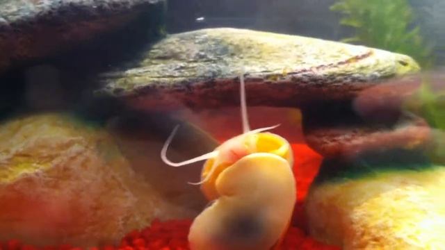 Apple Snail Eating