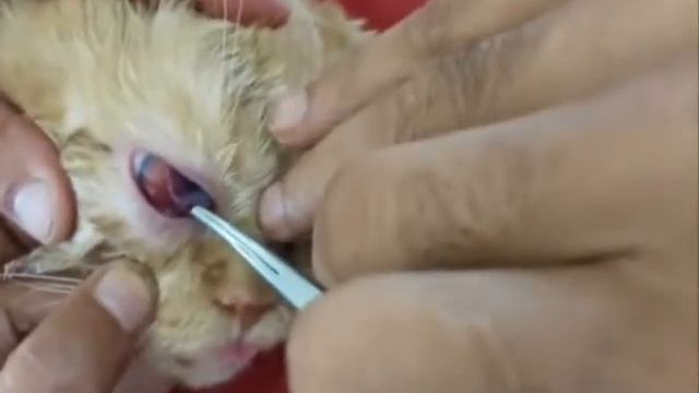 Cat fight  (Treatment of corneal wound & iris prolapse in a cat, third eyelids flap technique)