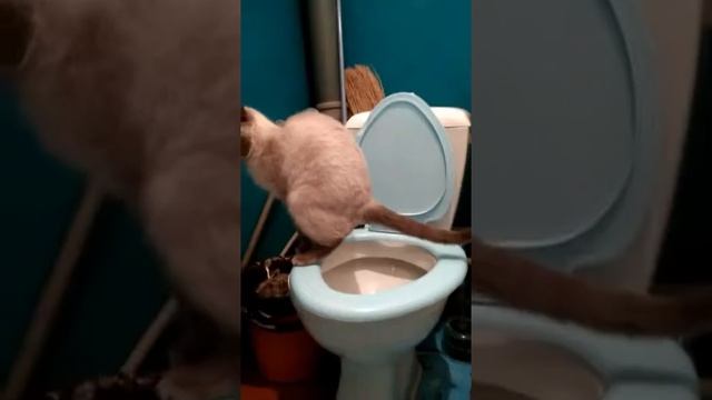 Киса покакала😁