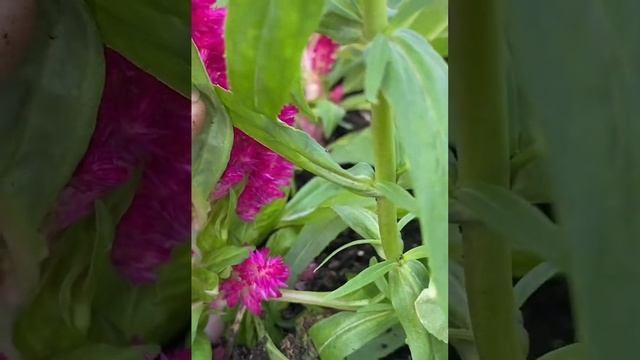 How To Grow Butterfly Bush, Celosia, Dusty Miller,  Penstemon Rose & Resow Summer Water Fruits #94