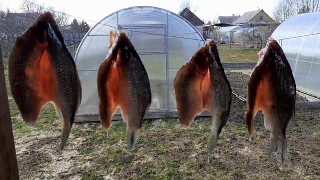 ТУЗЛУЧНЫЕ КАРАСИКИ СУШКА