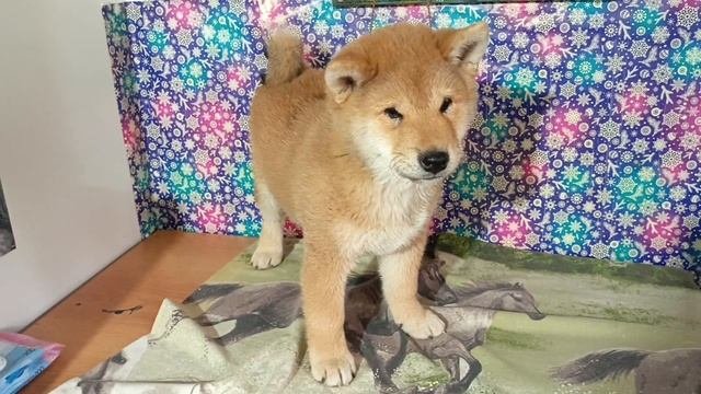 коричневый ошейник 20.04.25