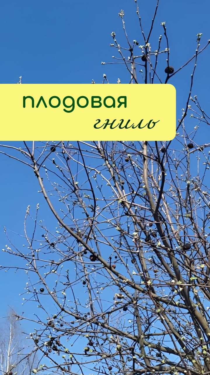 ПРОФИЛАКТИКА плодовой гнили
