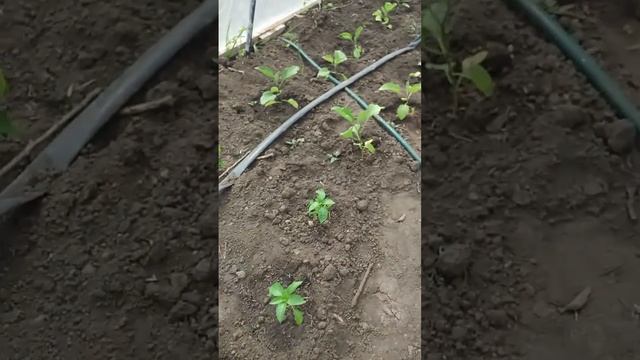 Теплица своими руками.