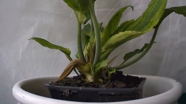 Lagenandra nairii Spatha