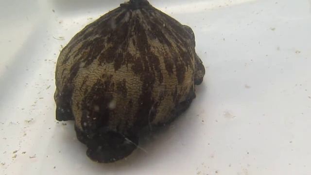 Giant Keyhole Limpet (Megathura crenulata)