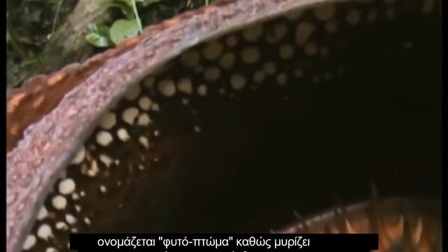 Το μεγαλύτερο άνθος στον κόσμο (Rafflesia arnoldii) - Biggest flower in the world