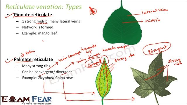 Biology Morphology of Flowering Plants part 15 (Reticulate & parallel Venation) CBSE class 11 XI