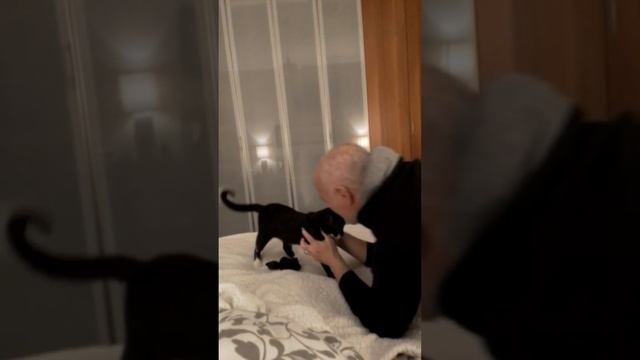 Silvestro gatto molto lx zx÷