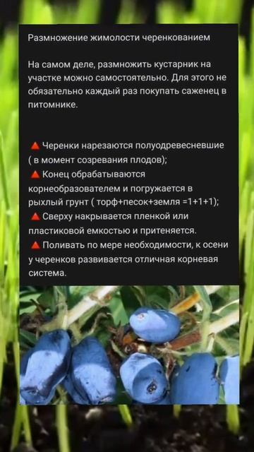 🌱 Размножение жимолости черенками #жимолость #черенкование #размножение