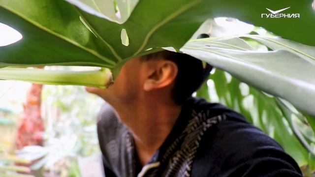 МОНСТЕРА - монстр среди растений 🌿Особенности и уход за домашними цветами 🌺