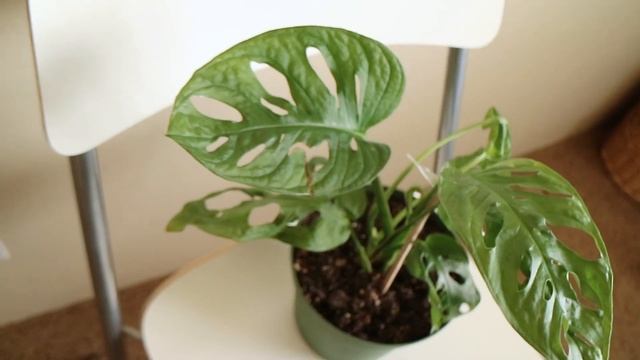 CALI PLANT HAUL | It's a big one