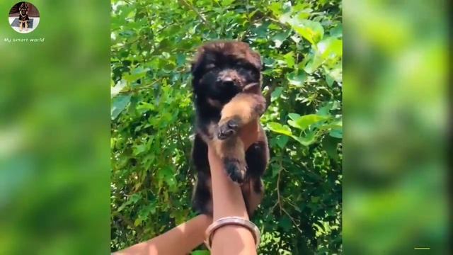 FREE ADOPTION  me | German shepherd | pitbull | Rottweiler | bullmastiff | American bully for sale