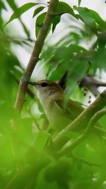 Создано Творцом🐦/Чⷱеⷷрⷬнⷩоⷪгⷢоⷪлⷧоⷪвⷡаⷶя сⷭлⷧаⷶвⷡкⷦаⷶ #animals