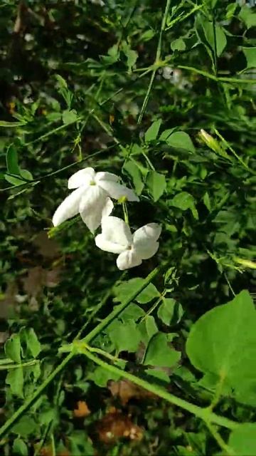 Jathi Malli Jathi Mullai Poo ஜாதி மல்லி பூ Winter Jasmine Flower