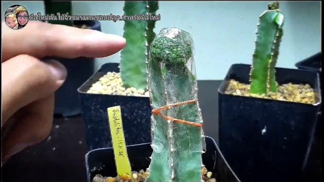Ep46คางคกแคคตัสขยายพันธุ์ยังไง 🐸How to graft Pseudolithos .. 🌱 มือใหม่ต้นไม้จิ๋ว Small Tree Thailan