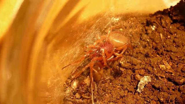 dysdera accoppiamento dentro il sacco