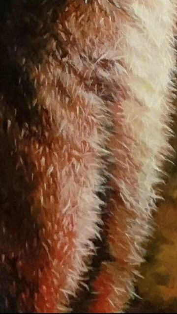 How I paint a Kangaroo and how it (actually won) First prize!. #shorts