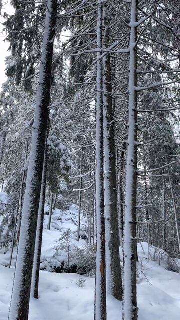 A Quest to Find the Lynx: #lynx #wildlife #nature #finland #shorts