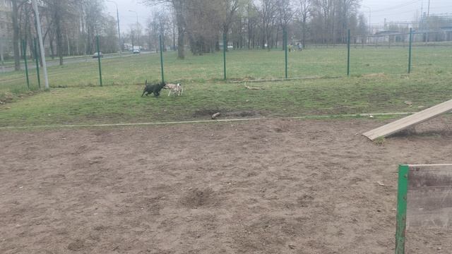 Пасха 2050 @ Моя Жизнь Кино @ Музей Псов