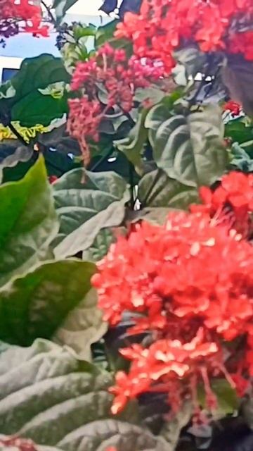 #clerodendrum-splendens/glory bower🥀🥀🥀🥀#shorts