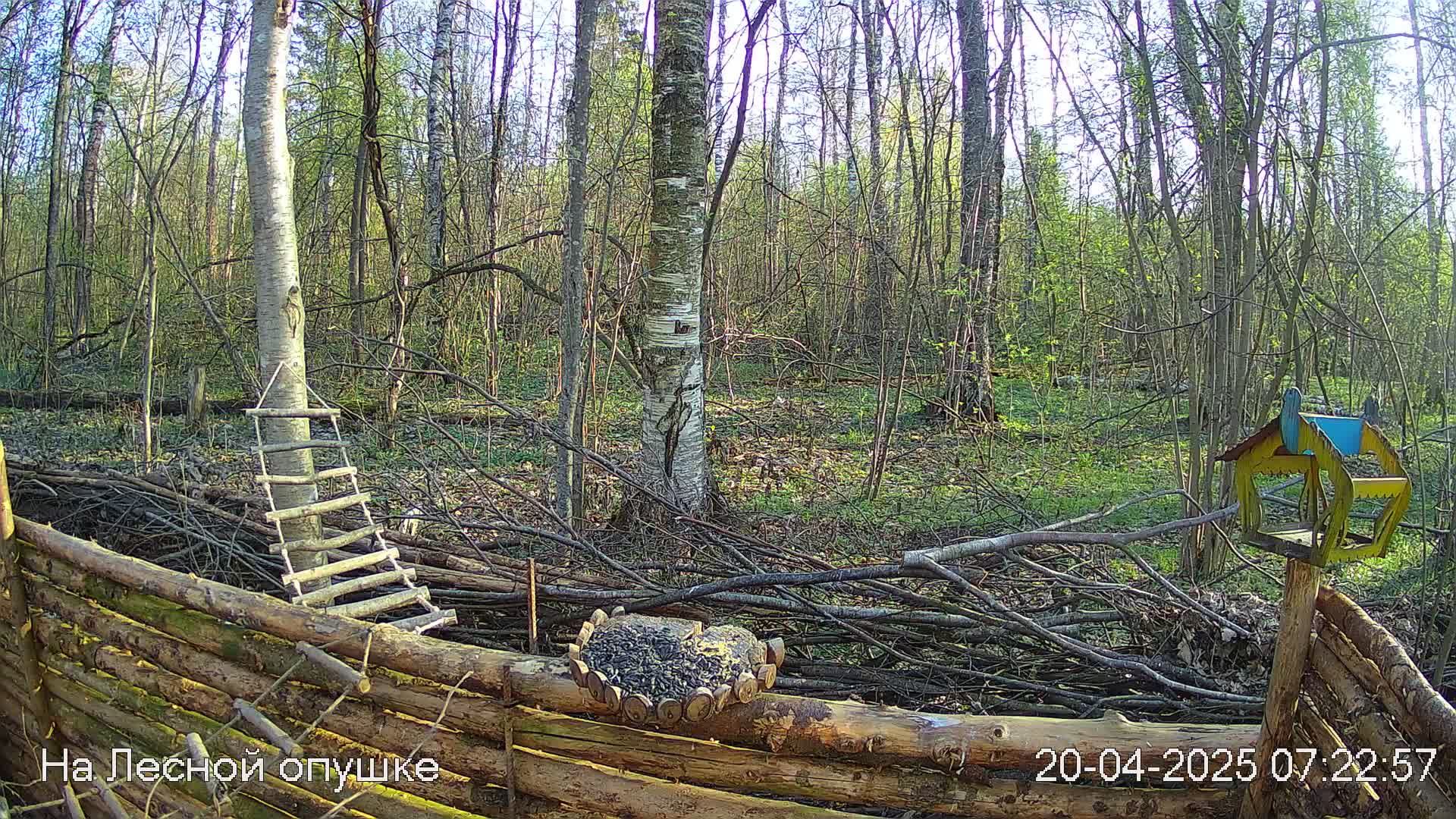 Весений лес онлайн   #Relaxing #природа #звуки леса #птицы  #погода