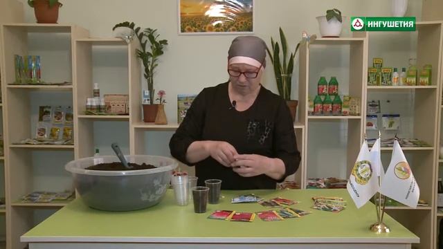 Рубрика. Рассада овощных культур